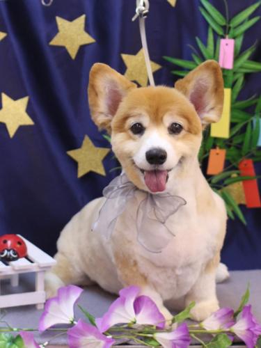 20230722ナナちゃん